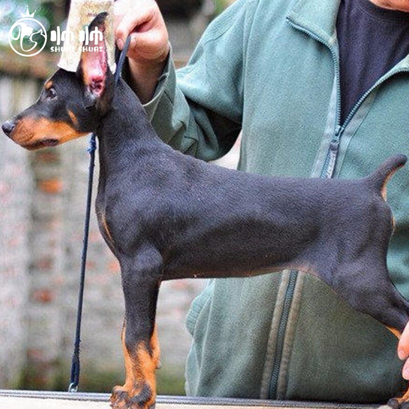 帅帅名宠 北京犬舍 杜宾犬幼犬活体 宠物狗护卫犬  多伯曼幼崽活和物