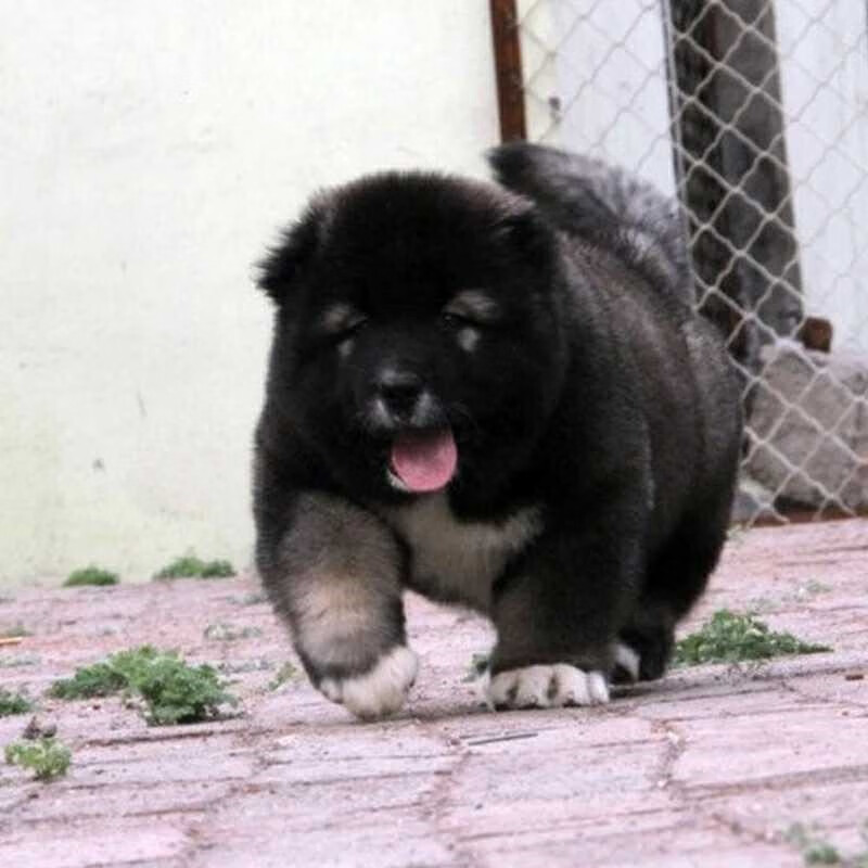 纯种高加索活体幼犬 纯种高加索 大型犬 纯种狗狗 幼崽 高加索幼犬