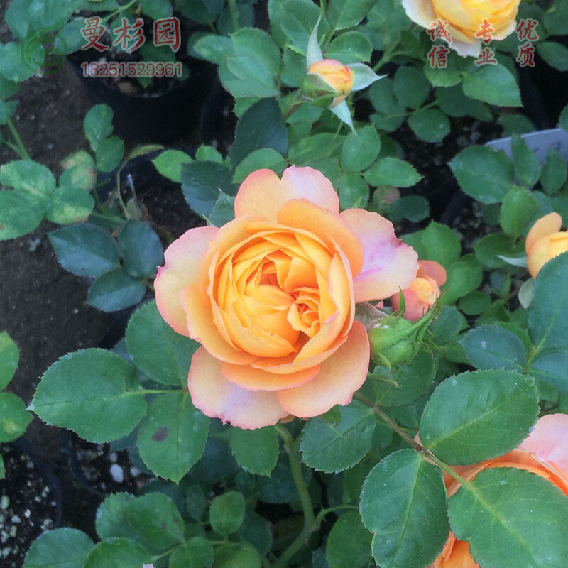 浪漫宝贝 小苗约15cm高含育苗盆