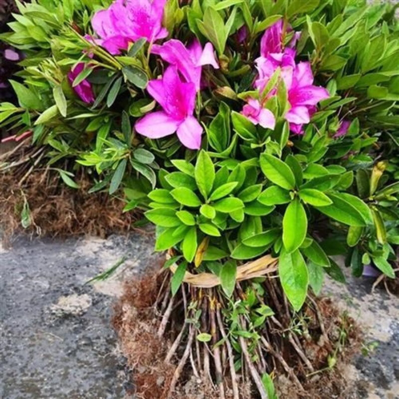 唐花芬阁毛杜鹃夏娟毛鹃花苗茶梅苗毛娟映山红小苗花庭院花坛开花植物
