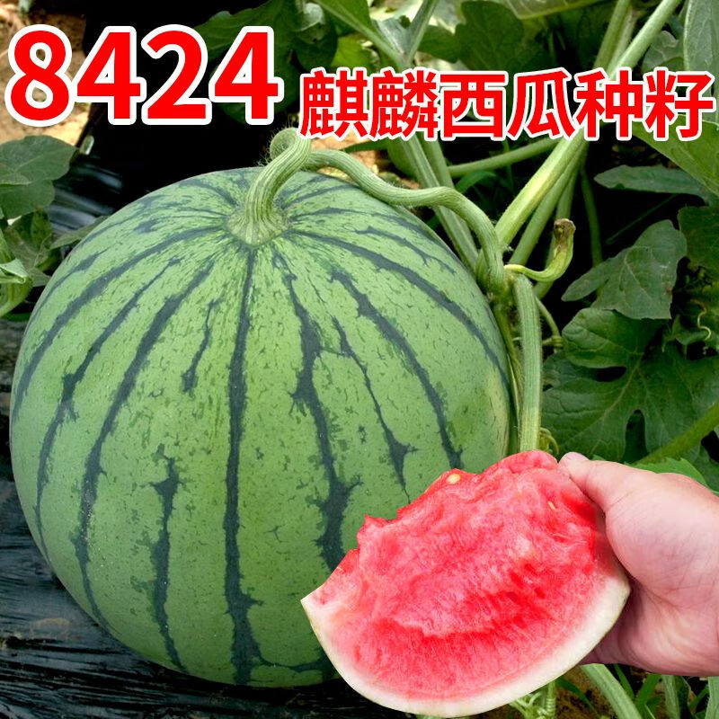 8424西瓜种子早熟薄皮麒麟西瓜有籽大西瓜四季易种西瓜种子大全 8424西瓜种子【1包 约20粒】