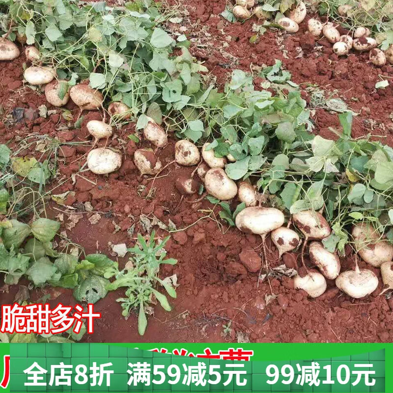 广西新鲜凉薯地瓜农家土瓜应季蔬菜水果白地瓜地萝卜 3斤净重