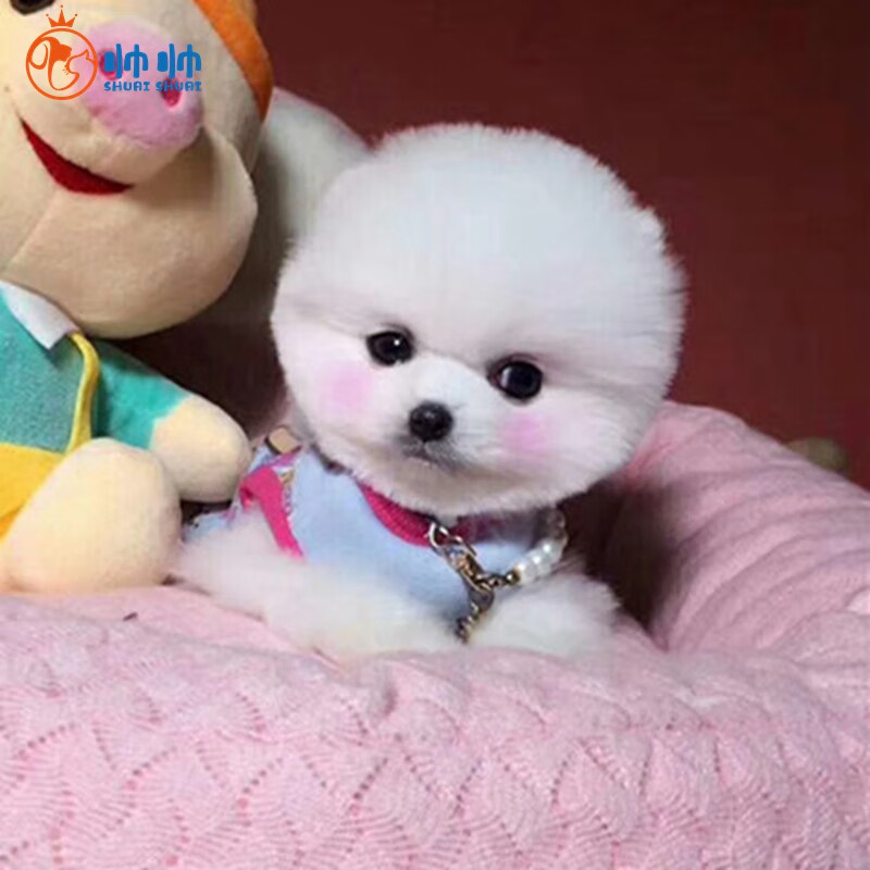 博美犬幼犬纯种活体俊介小型犬长不大的萌犬迷你犬 宠物级自取价