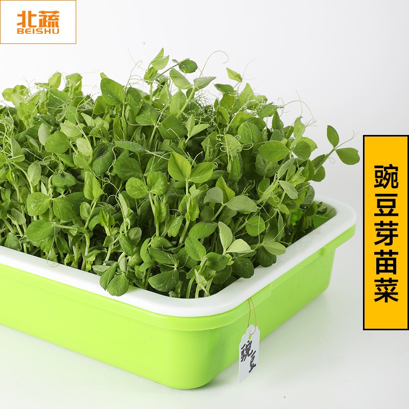 北蔬 专吃豌豆苗种子黄豆芽冬季菜苗 豌豆种子 250g【芽苗菜用】