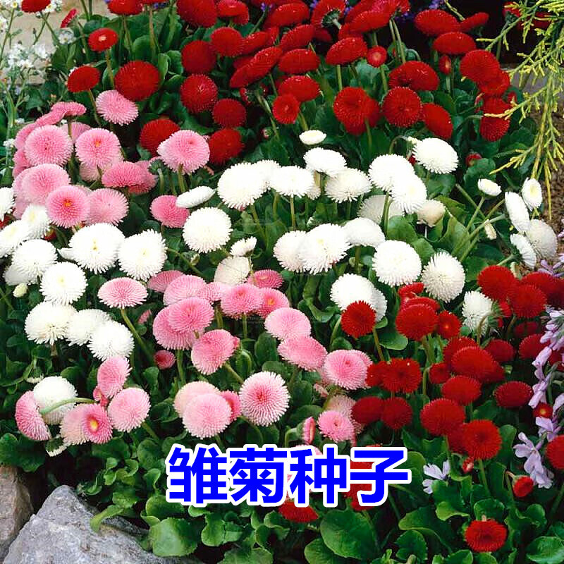 网络花草林木类商品历史价格查询|花草林木类价格走势图