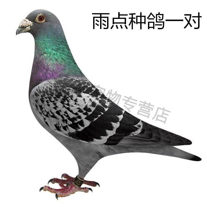鸽子活物一对原配信鸽赛鸽观赏鸽纯种血统,信鸽成绩鸽 信鸽种鸽雨点一