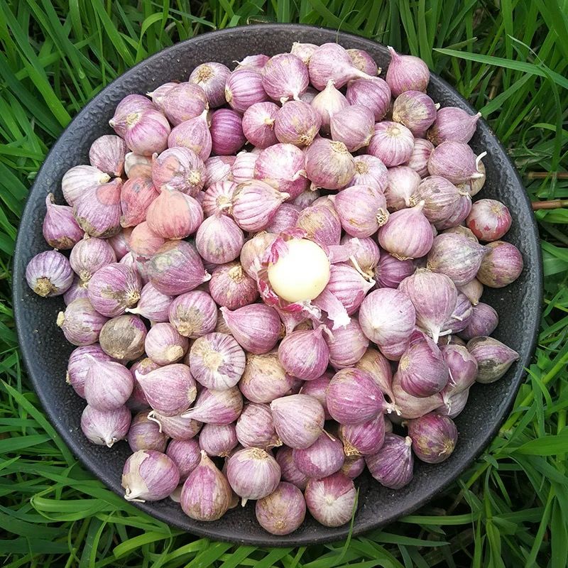 云南紫皮小蒜独头蒜干蒜头独蒜袖珍小香蒜 250g