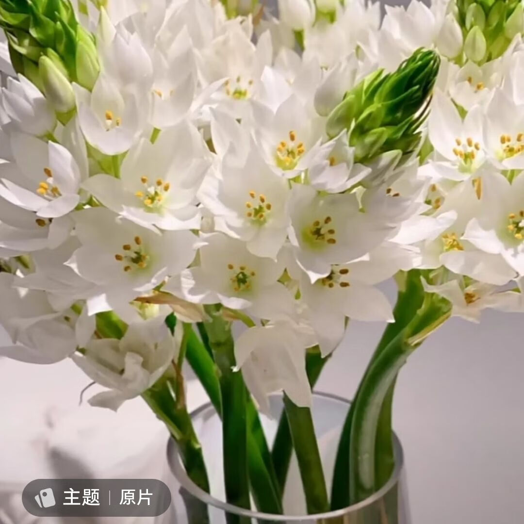 轻奢云南昆明鲜花基地直发雀梅白色鲜花花束家庭插花颂保鲜剂的 雀梅 5枝装颂营养剂