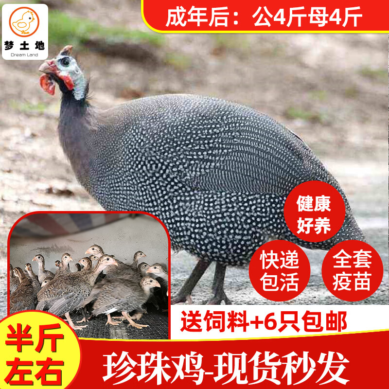 爱潮鸟半斤珍珠鸡苗小鸡活体真珠鸡苗肉鸡蛋鸡土鸡会飞活苗脱温苗