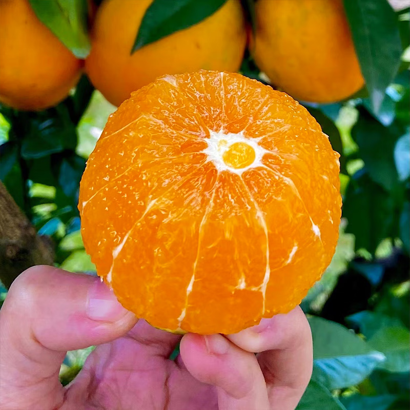 千园九味九月红果冻橙 新鲜水果当季时令应季现摘手剥橙子整箱桔橘子 精选净重5斤单果【60-70mm】