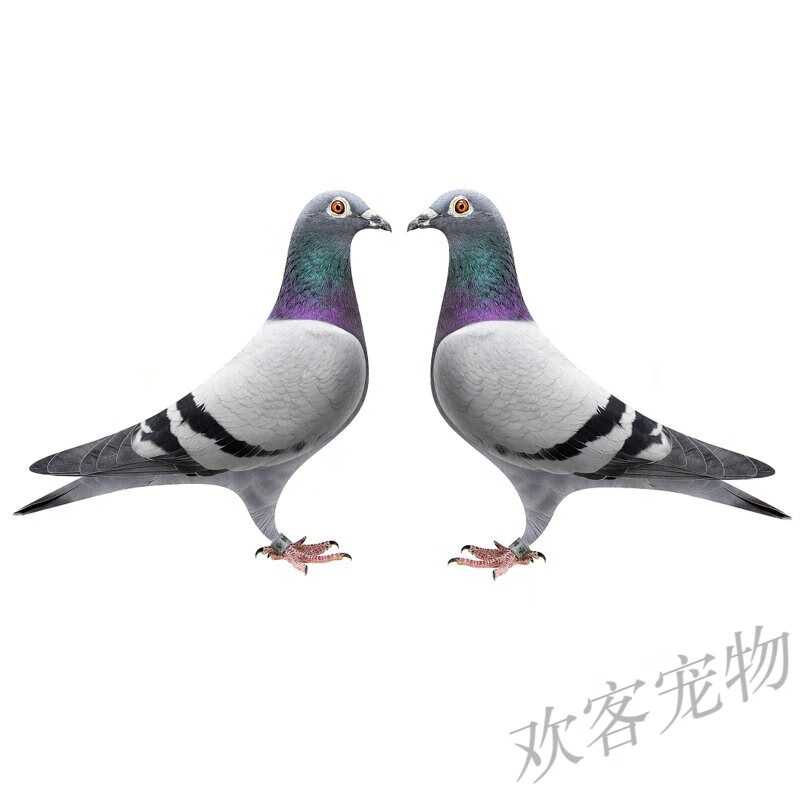 信鸽活体一对鸽子幼鸽原配种鸽成绩鸽血统青年鸽肉鸽观赏鸽活 瓦灰