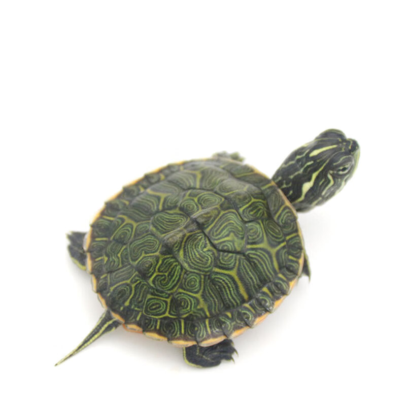 由子阿拉巴马龟活体乌龟水龟观赏龟宠物龟发色龟龟吃菜龟 2-3cm全品