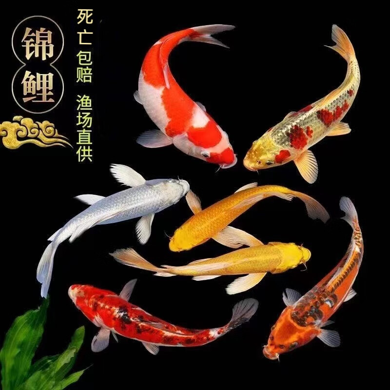 jian)金鱼活鱼观赏鱼小型淡水好养冷水鱼鱼红白三色新手小鱼锦鲤包活