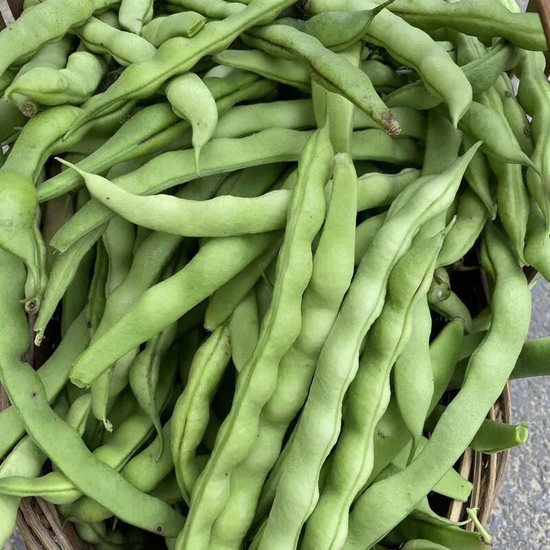 贵州农家新鲜四季豆新鲜芸豆长豆角甜青豆角扁豆油豆角 1斤
