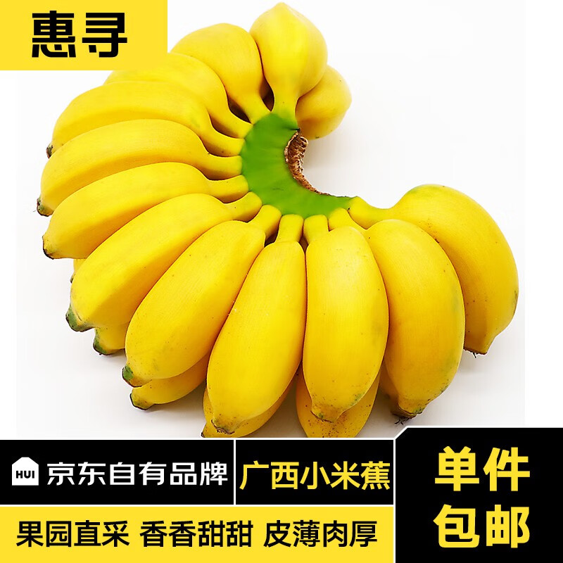 惠寻京东自有品牌 广西小米蕉香蕉水果新鲜高山芭蕉粉蕉当季生鲜 5斤 【自然成熟】