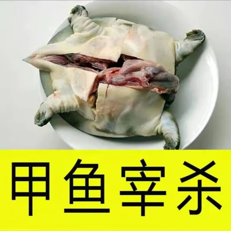 果汇堂2斤青黄背外塘大甲鱼现杀鲜活食用水库新鲜中华老鳖 真空包装