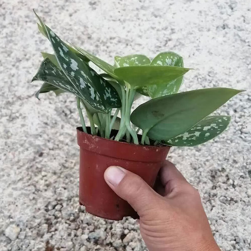 小叶银斑葛盆栽室内办公阳台桌面四季常青观叶植物吸甲醛净化空气