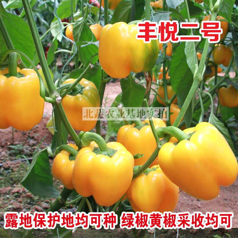 冠四季甜椒种子黄色灯笼椒种籽黄彩椒方椒柿子椒太空椒种孑圆椒大果