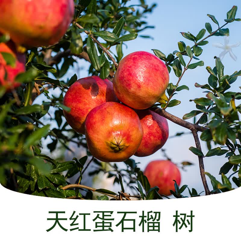 庭院果树果苗当年结果特大阳台石榴树盆栽 天红蛋 十年大苗果实吃不完