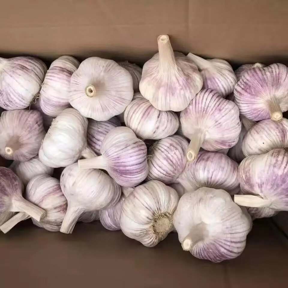 【精选直发】新干蒜农家蔬菜新鲜干蒜头干蒜紫皮白皮整箱 2500g