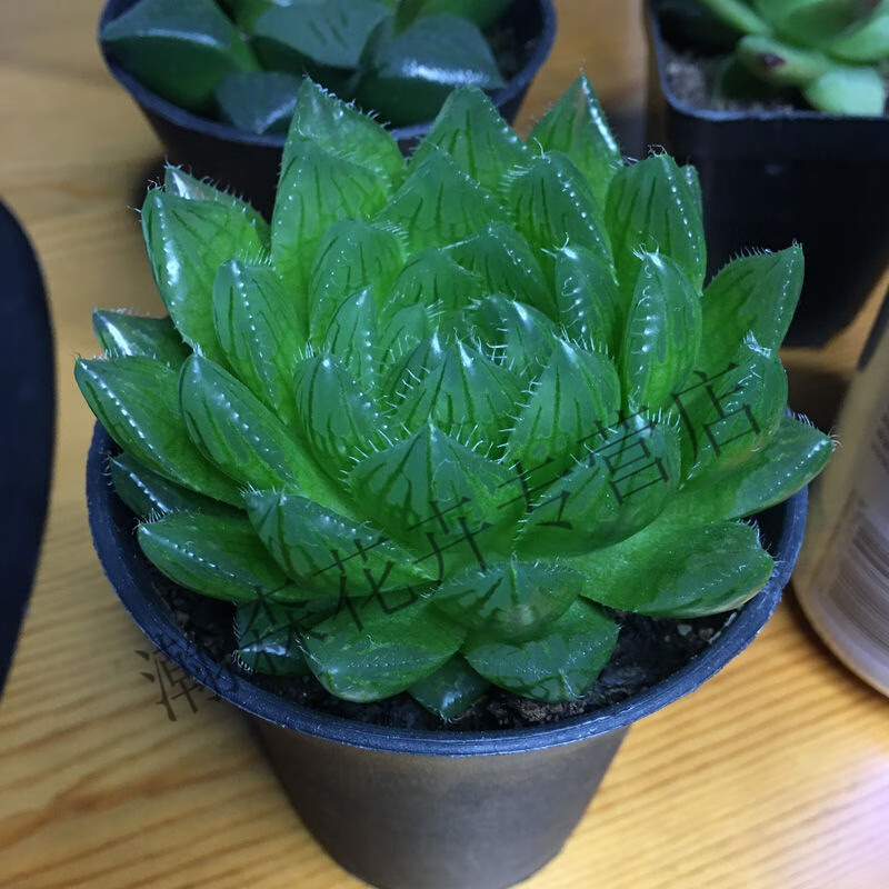 精品多肉植物樱水晶大颗玉露新手好养的肉肉室内阳台盆栽花卉露养 樱