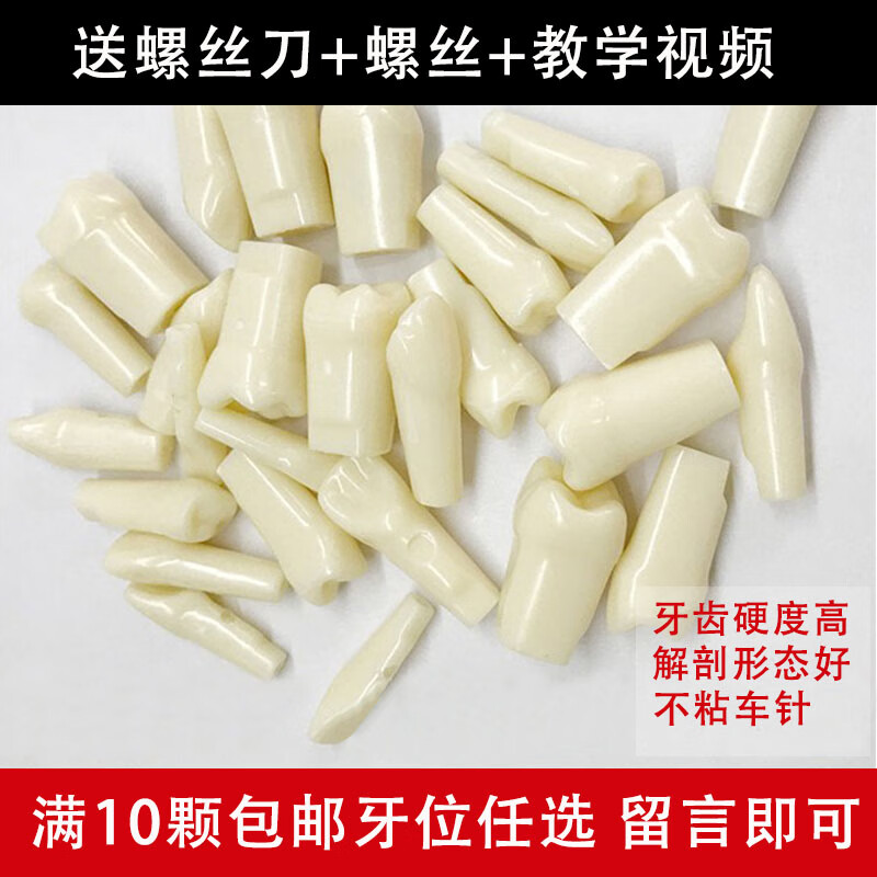 仿真种植牙科牙粒口腔根管离体牙树脂牙考试专用牙 (优等)牙粒(牙位)