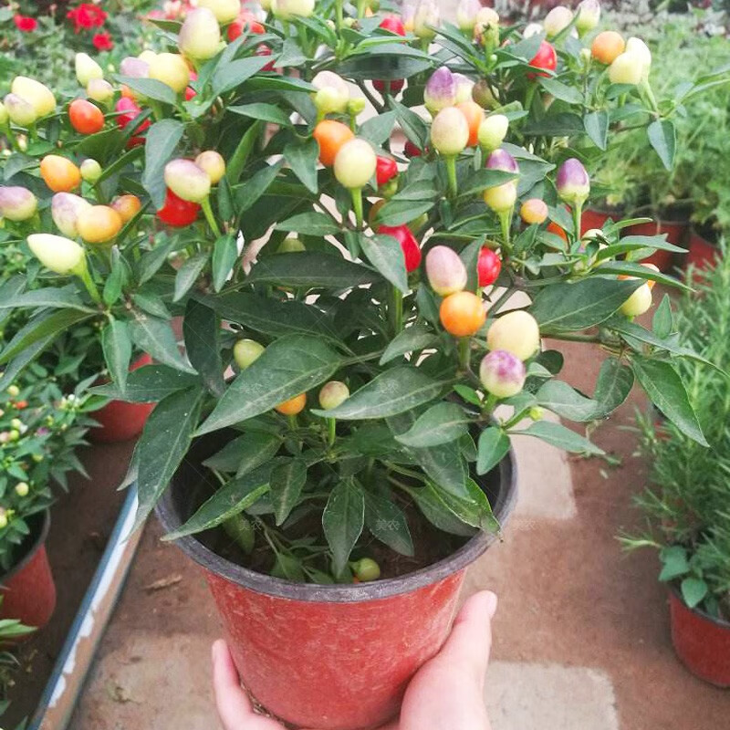 七彩椒盆栽养殖方法图片