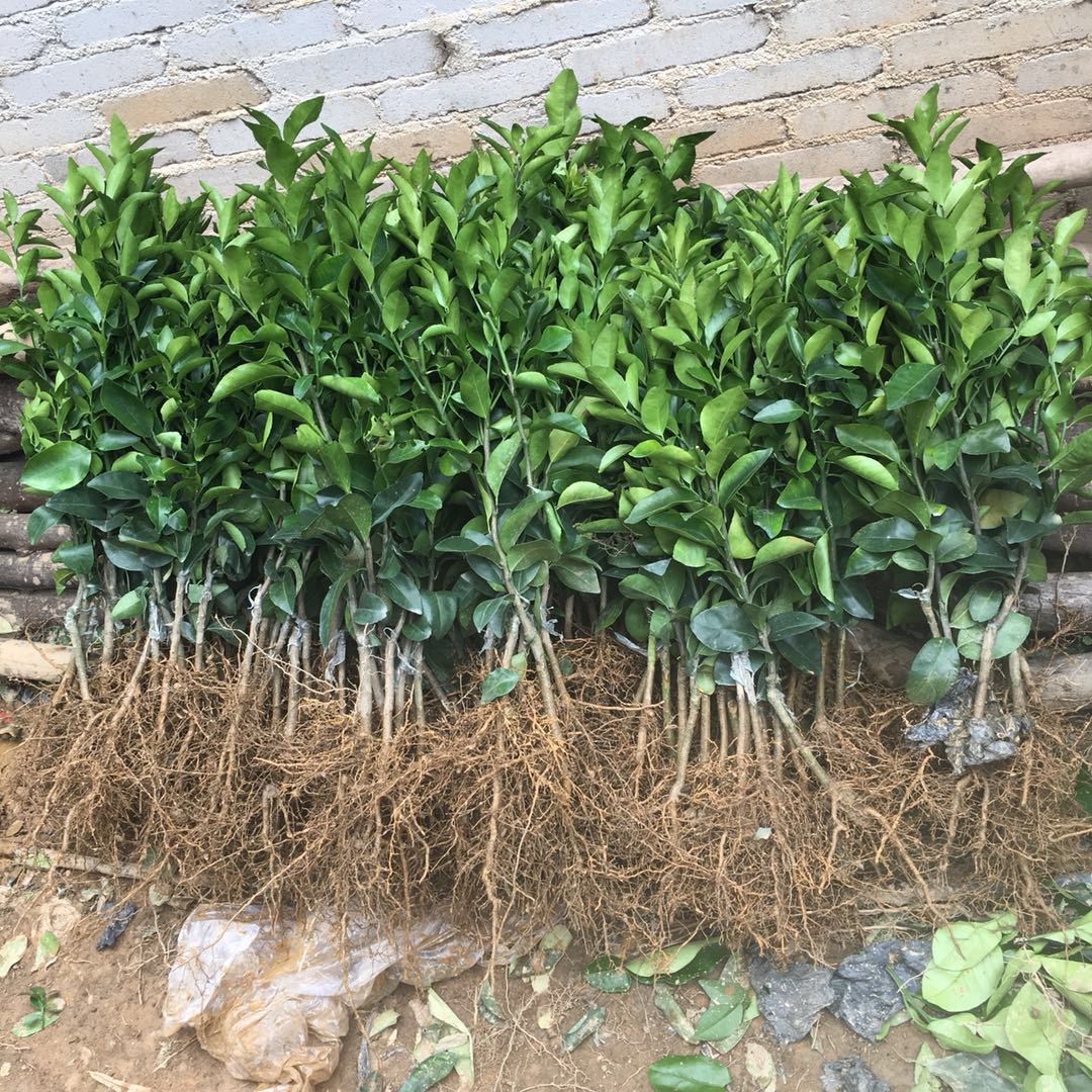 广西091无核无籽沃柑果苗树苗纯正嫁接橘子盆栽南方种植当年结果 沃柑