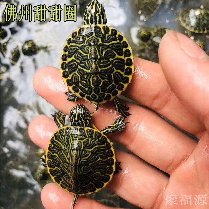 佛州甜甜圈龟活体宠物乌龟活体淡水两栖观赏龟大河甜甜圈包活 3-4厘 2
