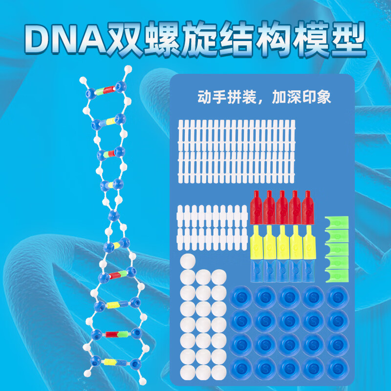 模型小号dna教具模型组件拼装版遗传基因和变异演示版分子结构模型