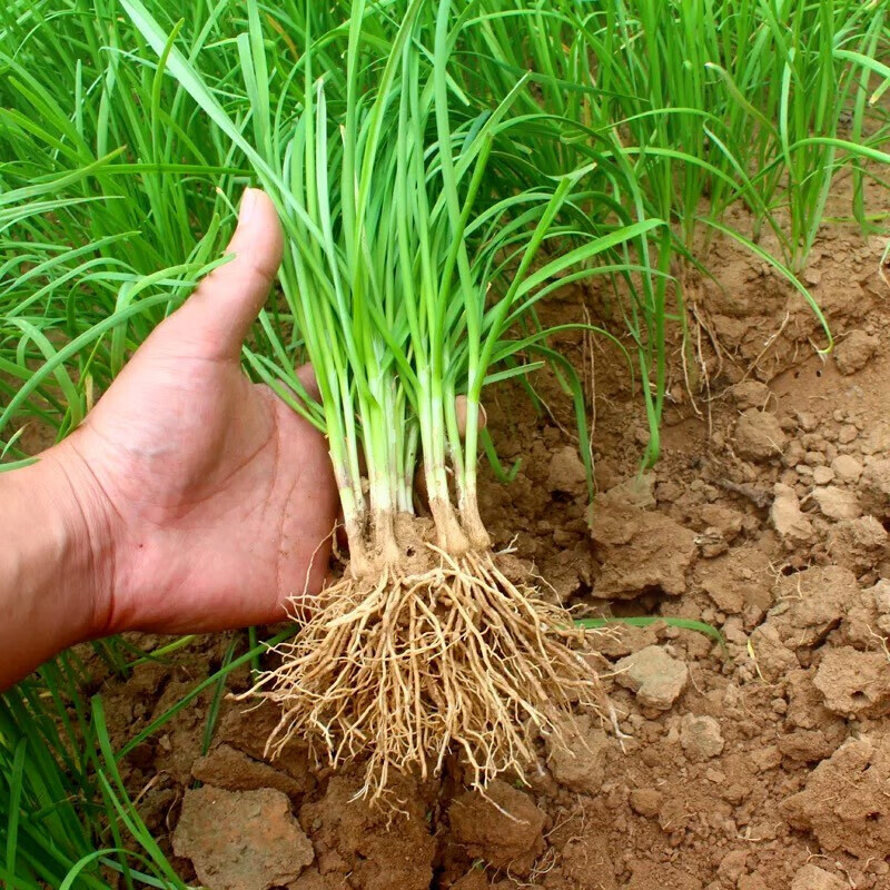 蔬菜类价格走势图分析|蔬菜类价格比较