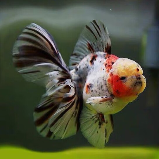 aipharow百褶泰狮冷水金鱼精品活鱼进口f1红菠萝泰师樱花黑色百褶裙