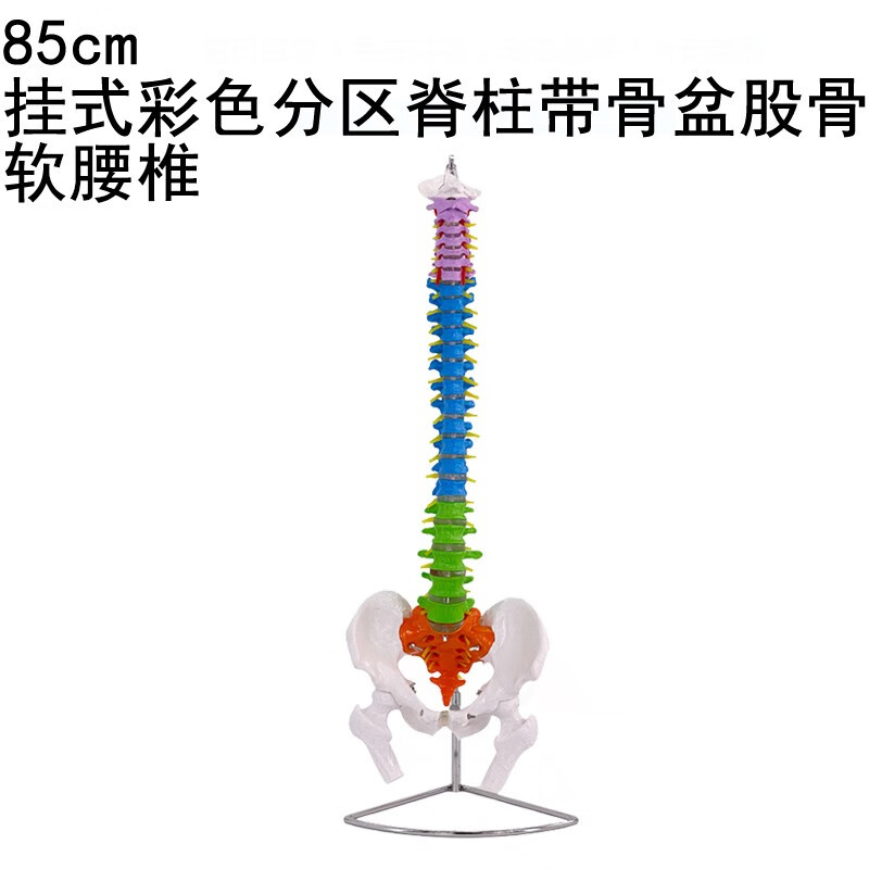 80CM自然大 彩色人体脊柱模型1:1 成人脊柱彩色分区 医学正骨练习骨骼模型颈椎腰椎脊椎骨架 80cm自然大彩色脊椎模型