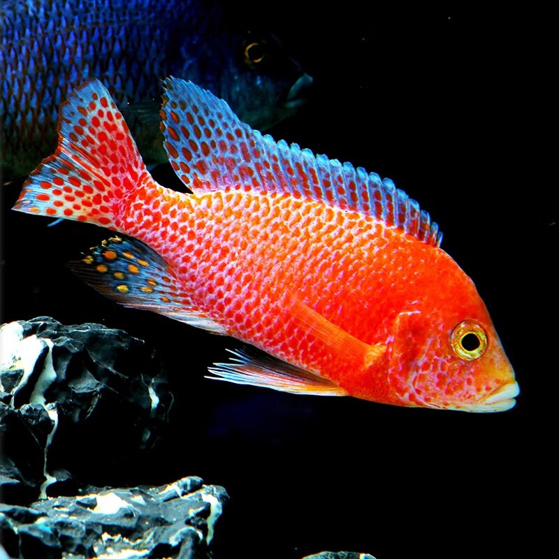 瀚幻三湖慈鲷中大型活体热带观赏鱼马鲷伊巴卡蓝六间非洲王子蓝面财神