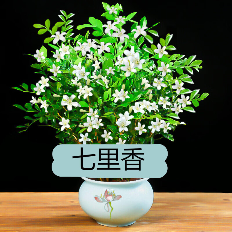 盆栽七里香千里眼树苗室内花卉植物室内盆栽 物室内盆栽