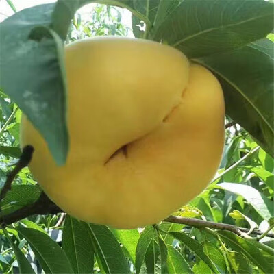 嫁接桃树苗大桃苗盆栽地栽南北方种植果树苗 黄金蟠桃 81cm(含)-110cm