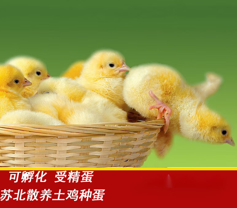 受精蛋可孵化种蛋 纯种青脚红瑶鸡小鸡散养土鸡蛋笨鸡蛋 10枚