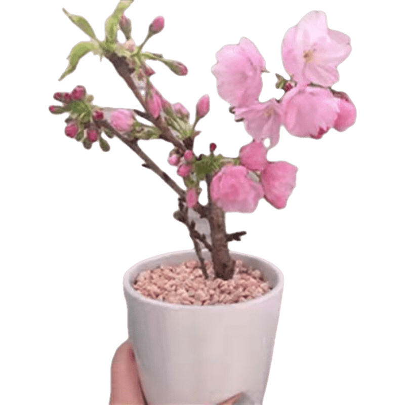 耐冻】精品樱花盆栽花卉樱花地栽老桩南北方室内外四季开花 广岛恋人