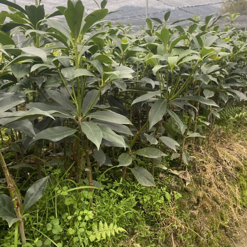 星舵八角树苗嫁接大红罗马八角树苗食用茴香大料小苗带叶带泥发货