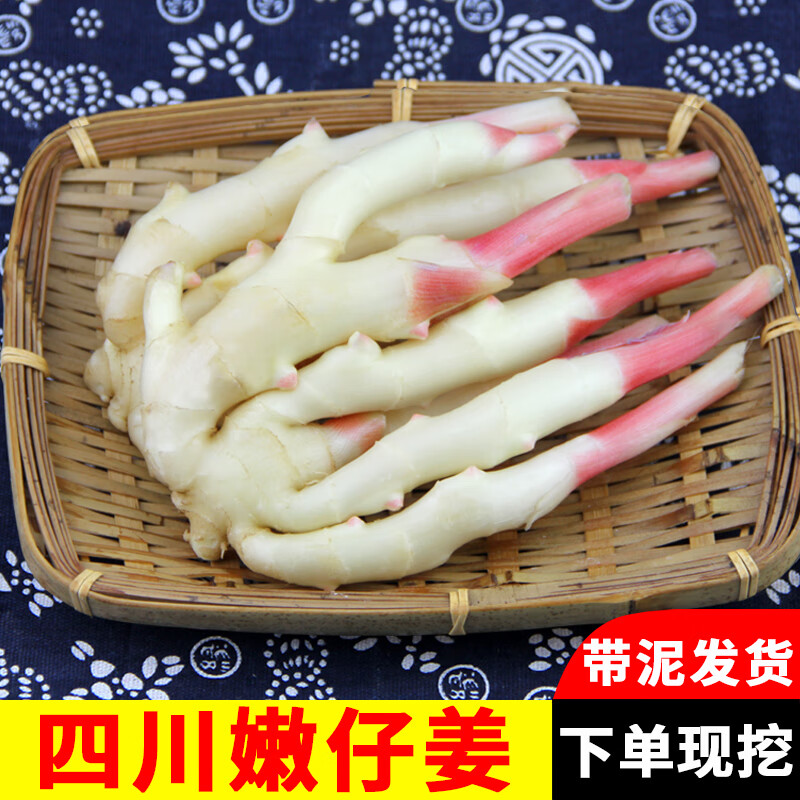 文枝仔姜嫩姜新鲜四川嫩仔姜子姜芽红芽五指鲜姜竹根姜醋泡鲜生姜