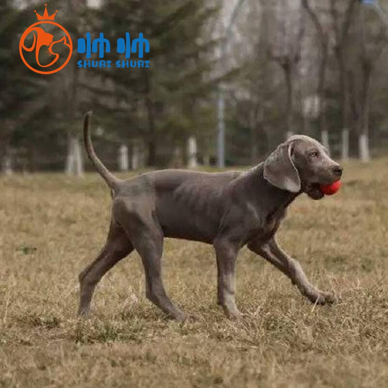 帅帅名宠 北京实体 魏玛犬活体幼犬 纯种 德国威马猎犬银灰蓝灰色
