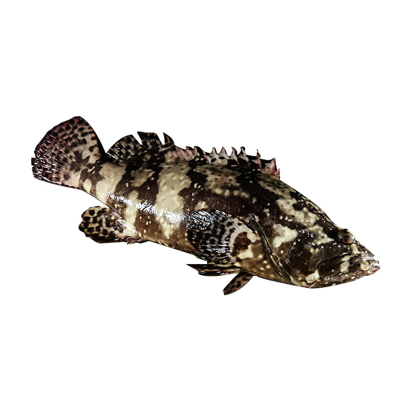 果亦橙石斑鱼龙胆鱼新鲜珍珠斑海鲜水产冷冻龙趸鱼(帮您去除内脏) 700