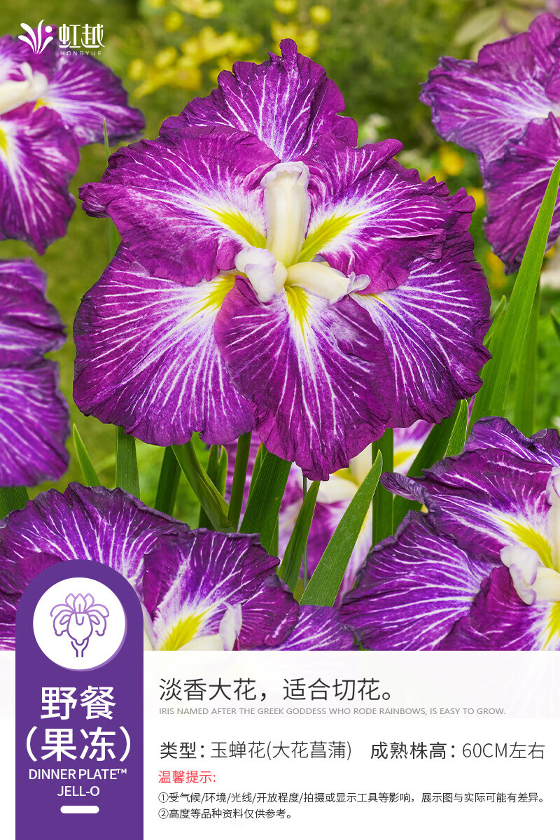 刘不丁玉蝉花裸根苗大花菖蒲进口庭院花园花境耐寒宿根花境花卉花苗