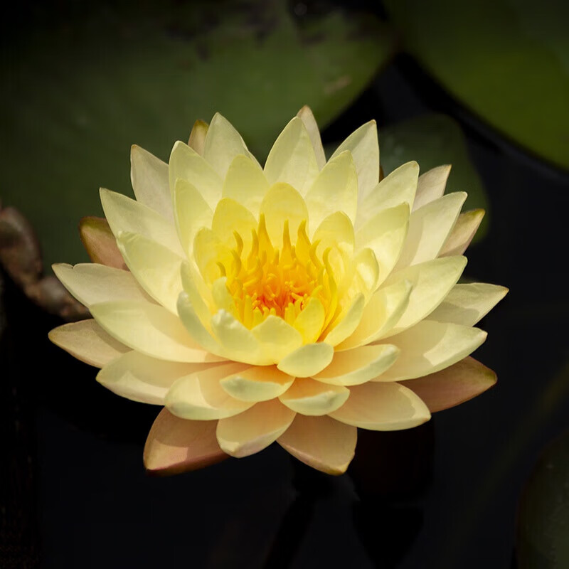 睡莲带花苞发货水培植物可养鱼水栽培花卉水缸里养的无土水里荷花