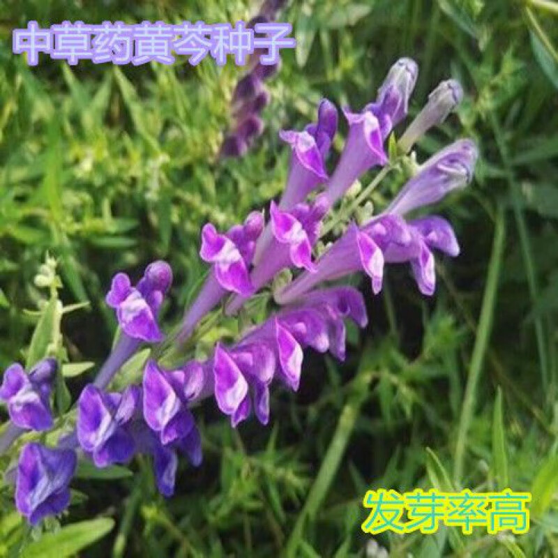 东北黄芩种子种苗中草药植物山茶根苗家庭院新奇盆栽花卉易活 种子300粒