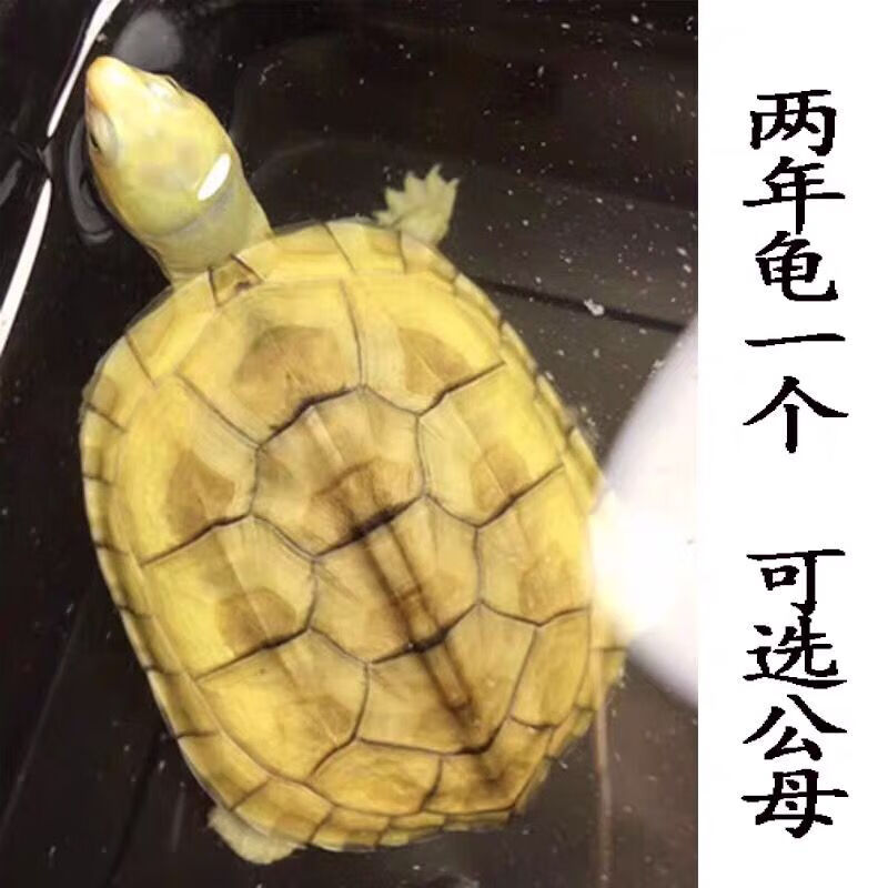 小青头龟苗北种龟 皖南小青苗 黄金龟小青活体 水龟宠物观赏龟活体乌龟活体 5-6厘 两只 情侣一对高性价比高么？