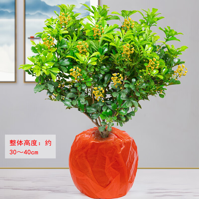 百婉集米兰花盆栽花苗浓香型好养常年很香室内植物花卉四季开花不断