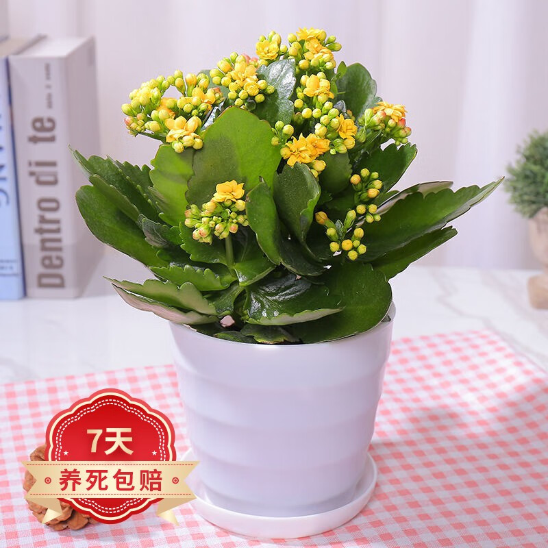 若绿 新品长寿花盆栽带花苞重瓣大花植物四季开花室内年宵花卉绿植