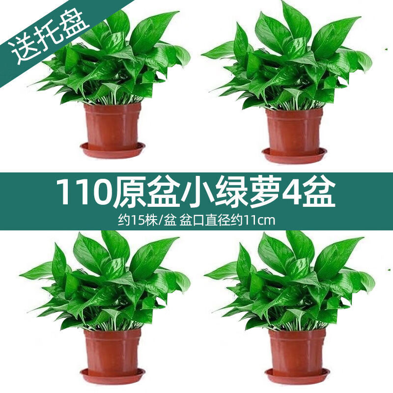 小冤家大叶绿萝长藤垂吊水培盆栽花卉绿植好养护室内办公批发 110原盆