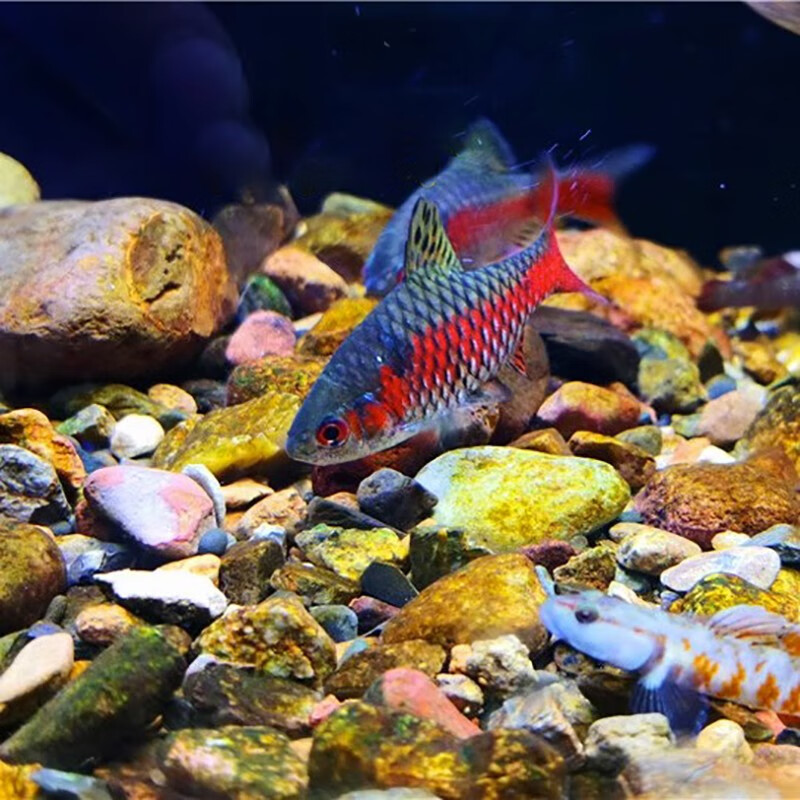 钻石彩虹鲫冷水耐寒耐养热带鱼原生鱼小型活体群游观赏鱼 2条人工钻石